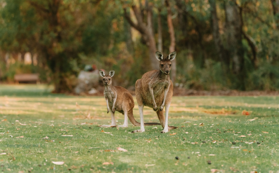 Welcome to AussieKim Blog